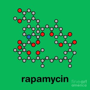 What is Rapamycin?